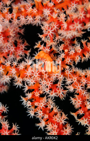 Hippocampus denise hippocampe pygmée au Détroit de Lembeh Indonésie Banque D'Images