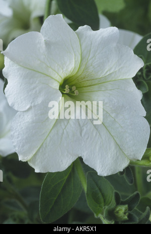 Kesupite' Surfinia Petunia 'White Banque D'Images