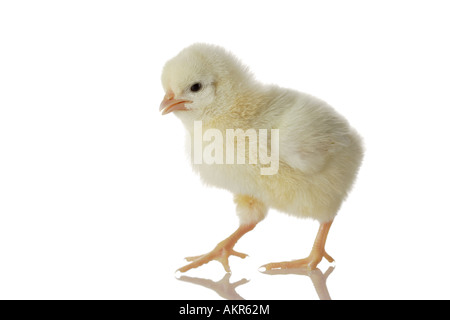Baby Chicken on the move Banque D'Images