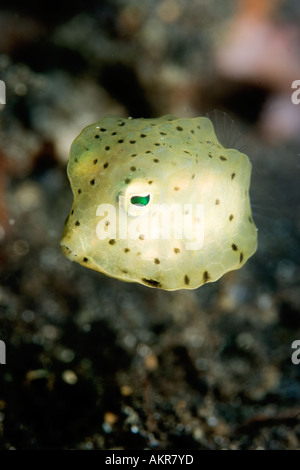 Lactoria cornuta juvénile longhorn cowfish au Détroit de Lembeh Indonésie Banque D'Images