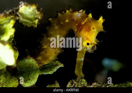 Hippocampes Hippocampus histrix épineuse au Détroit de Lembeh Indonésie Banque D'Images