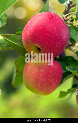 Deux pommes rouges sur un pommier dans le verger Banque D'Images