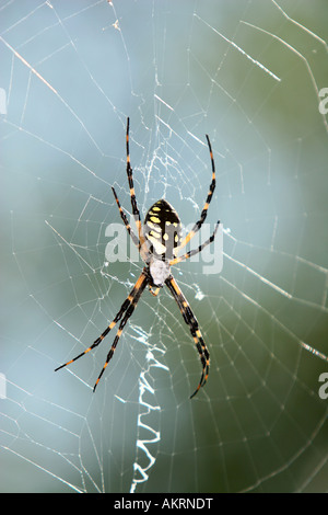 Femme araignée banane avec Web Banque D'Images