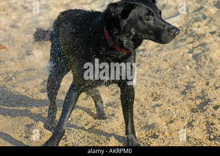 Chien hybride noir Labrador Border Collie mix agitant l'eau hors de la couche fleece après bain en mer sur une plage Banque D'Images