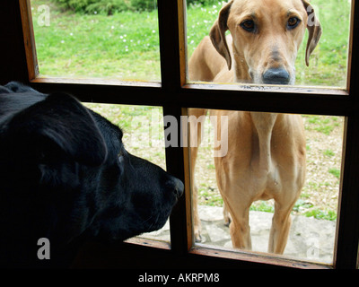 Deux chiens à eux par le biais d'un Labrador noir de la fenêtre mix Border Collie à l'intérieur d'une maison à l'extérieur à un Sloughi Banque D'Images