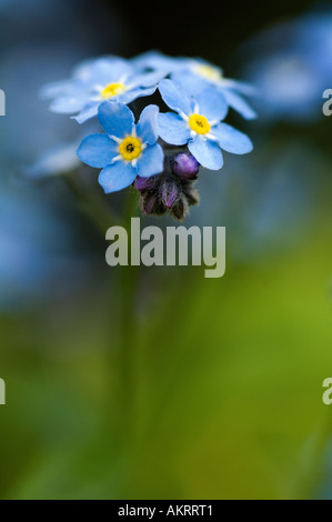 Photo Gros plan d'un groupe de fleurs ne m'oublie pas Banque D'Images