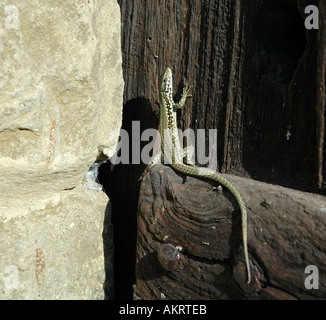 Lizard à la porte du soleil Banque D'Images