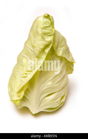 Chou bébé isolated on a white background studio. Banque D'Images