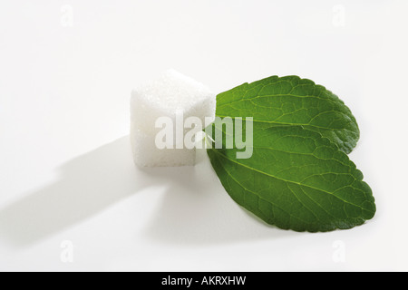 Stévia et Sugar Cube, close-up Banque D'Images