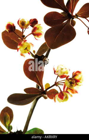 Fleurs d'épine-vinette (Berberis vulgaris), close-up Banque D'Images