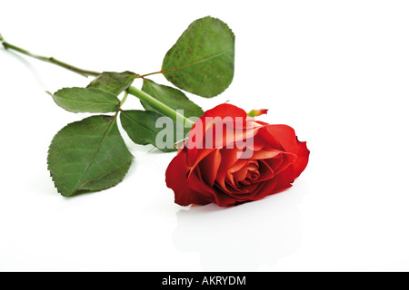 Red Rose, close-up Banque D'Images