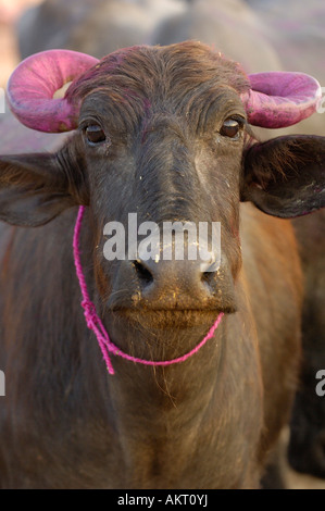 Le buffle décoré pour le festival du Diwali. C'est le plus important festival hindou, également connu sous le nom de "fête des lumières" Banque D'Images