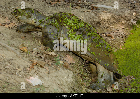 Indian molle couverte de mauvaises herbes de l'étang. Bharatpur Keoladeo Ghana National Park ou sanctuaire. Le Rajasthan. L'Inde. Banque D'Images