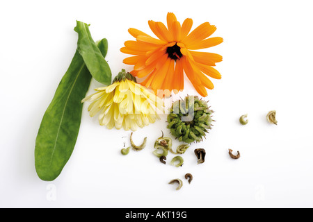 Calendula, close-up Banque D'Images