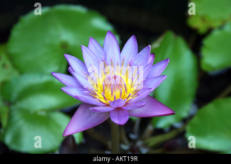 Lotus Bleu communément appelé Indian lotus, lotus sacré, de haricots de l'Inde, et de l'eau sacré-lily. Banque D'Images