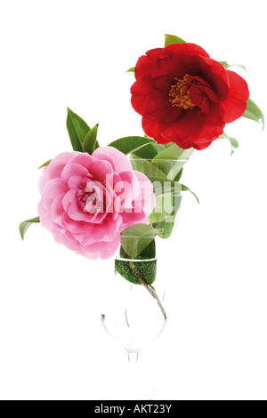 Camélias roses et rouges, (Camellia japonica), close-up Banque D'Images
