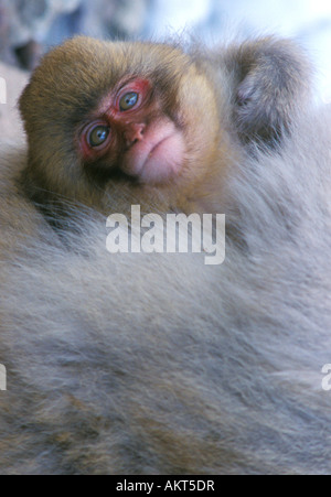 Le Japon, Nagano, Jigokudani, Snow Monkey Baby, Macaque japonais (Macaca fuscata), Banque D'Images