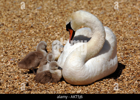 Swans avec cygnets à Abbotsbury à Dorset Banque D'Images