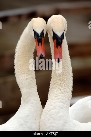 À Abbotsbury swannery cygnes dans le Dorset Banque D'Images