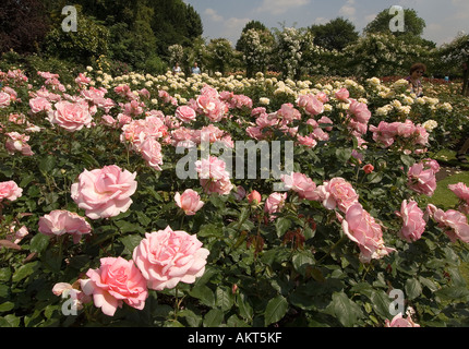 Roses dans Regents Park à Londres Banque D'Images