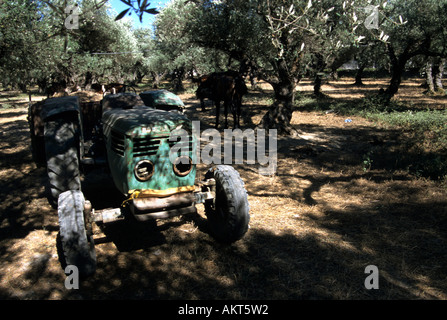 Vieux tracteur dans oliveraie sur l'île de Zakynthos, Grèce, Europe Banque D'Images