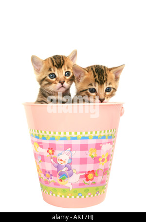 Deux chatons Bengal à l'intérieur du godet de Pâques isolated on white Banque D'Images