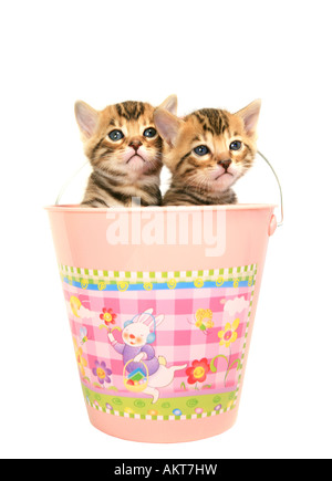 Deux chatons Bengal dans Easter basket Banque D'Images