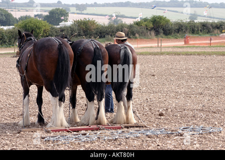 Shire Horse trio tirant au meilleur de la herse à vapeur 2005 Rallye Dorset Banque D'Images