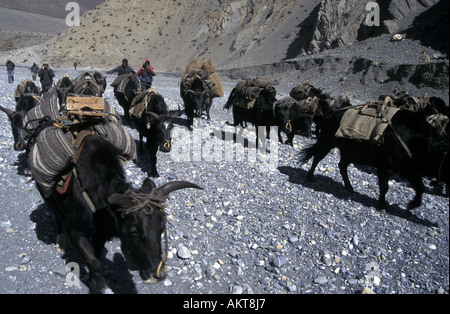 Dzo caravane près de Kagbeni Népal Annapurna trail Banque D'Images