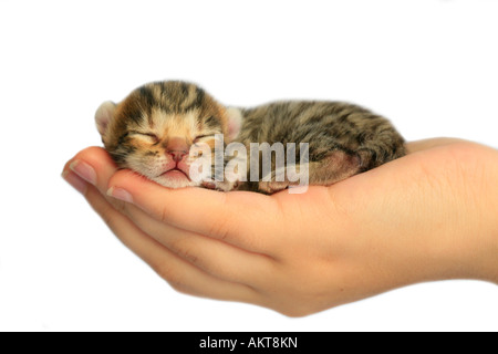 Brown adorables chatons dormant dans hand isolated on white Banque D'Images