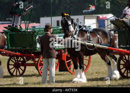 Shire Horse avec handler tirant dray à Grande Vapeur Dorset Rally 2005 Banque D'Images