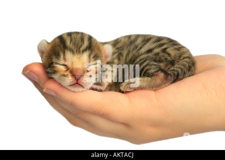 Brown adorables chatons dormant dans hand isolated on white Banque D'Images