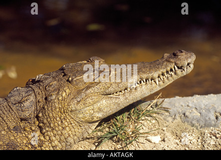 Portrait d'un crocodile Crocodylus acutus Banque D'Images