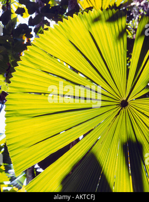 Rayonnant Licuala Fan Palm Forest motif de feuilles de palmier vertes avec la lumière du soleil brille à travers sur un fond sombre Banque D'Images