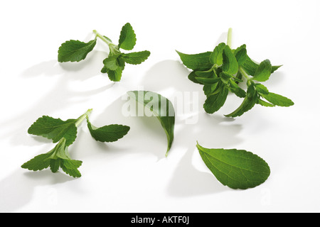 Stevia, close-up Banque D'Images