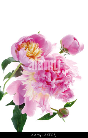 Les Pivoines (Paeonia), close-up Banque D'Images