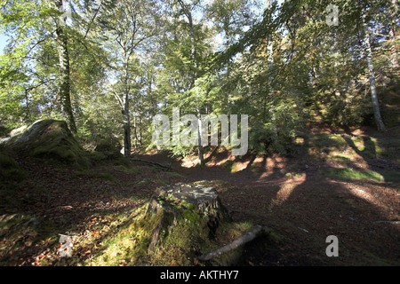 Les hêtres en forêt couleurs d'automne sur à pied près de Randolph's Leap, rivière Findhorn Banque D'Images