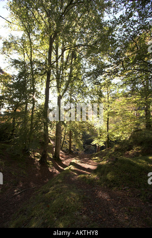 Les hêtres en forêt couleurs d'automne sur à pied près de Randolph's Leap, rivière Findhorn Banque D'Images