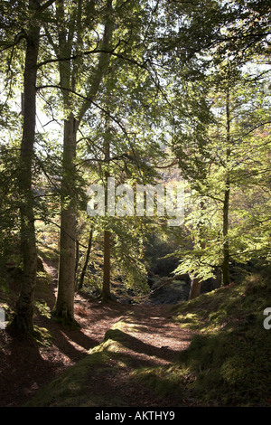 Les hêtres en forêt couleurs d'automne sur à pied près de Randolph's Leap, rivière Findhorn Banque D'Images