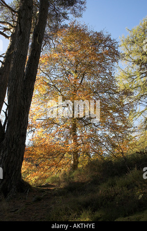 Le pin sylvestre et les hêtres dans couleurs d'automne sur forêt à pied près de Randolph's Leap, rivière Findhorn Banque D'Images