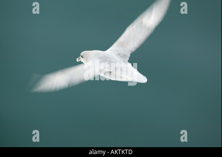 Fulmar volant à Spitsbergen, Svalbard, Norvège Banque D'Images