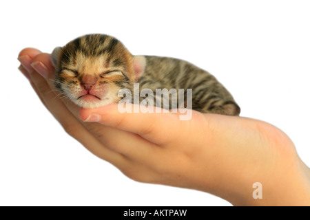 Brown adorables chatons dormant dans hand isolated on white Banque D'Images