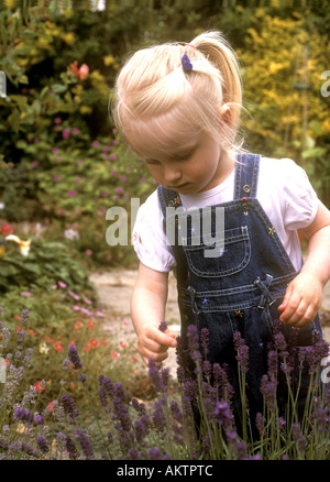 Tout-petit à la recherche à des fleurs de lavande avec intérêt dans le jardin Banque D'Images