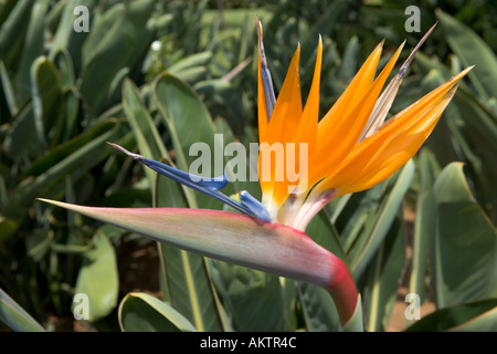 Strelitzia reginae Oiseau du Paradis (fleur), Madeira, Portugal Banque D'Images