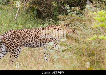 Aperçu fugace d'un léopard qui rôde dans les broussailles épaisses à Yala NP, Sri Lanka. Banque D'Images