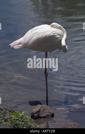 Flamant rose Banque D'Images