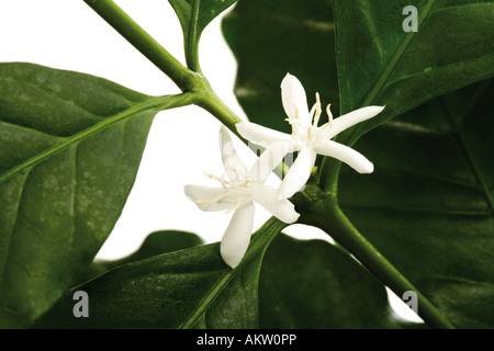 Fleurs de caféier (Coffea arabica), close-up Banque D'Images