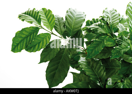 Caféier (Coffea arabica), close-up Banque D'Images