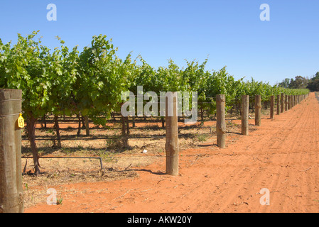 Dans les rangées de vignes dans la Barossa Valley Banque D'Images