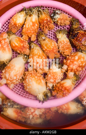 Sea Squirt ou ananas au marché aux poissons de Jagalchi à Busan en Corée du Sud Banque D'Images